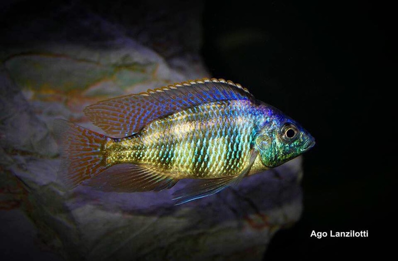 Protomelas sp. 'johnstoni solo'